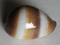 Cypraea onyx 1)  Lamarck,1810